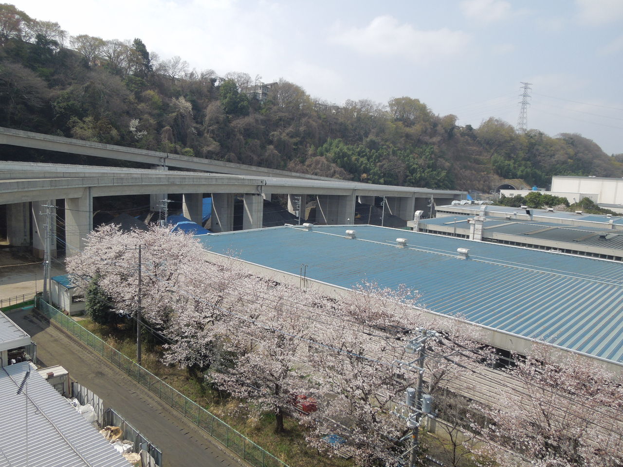 桜と