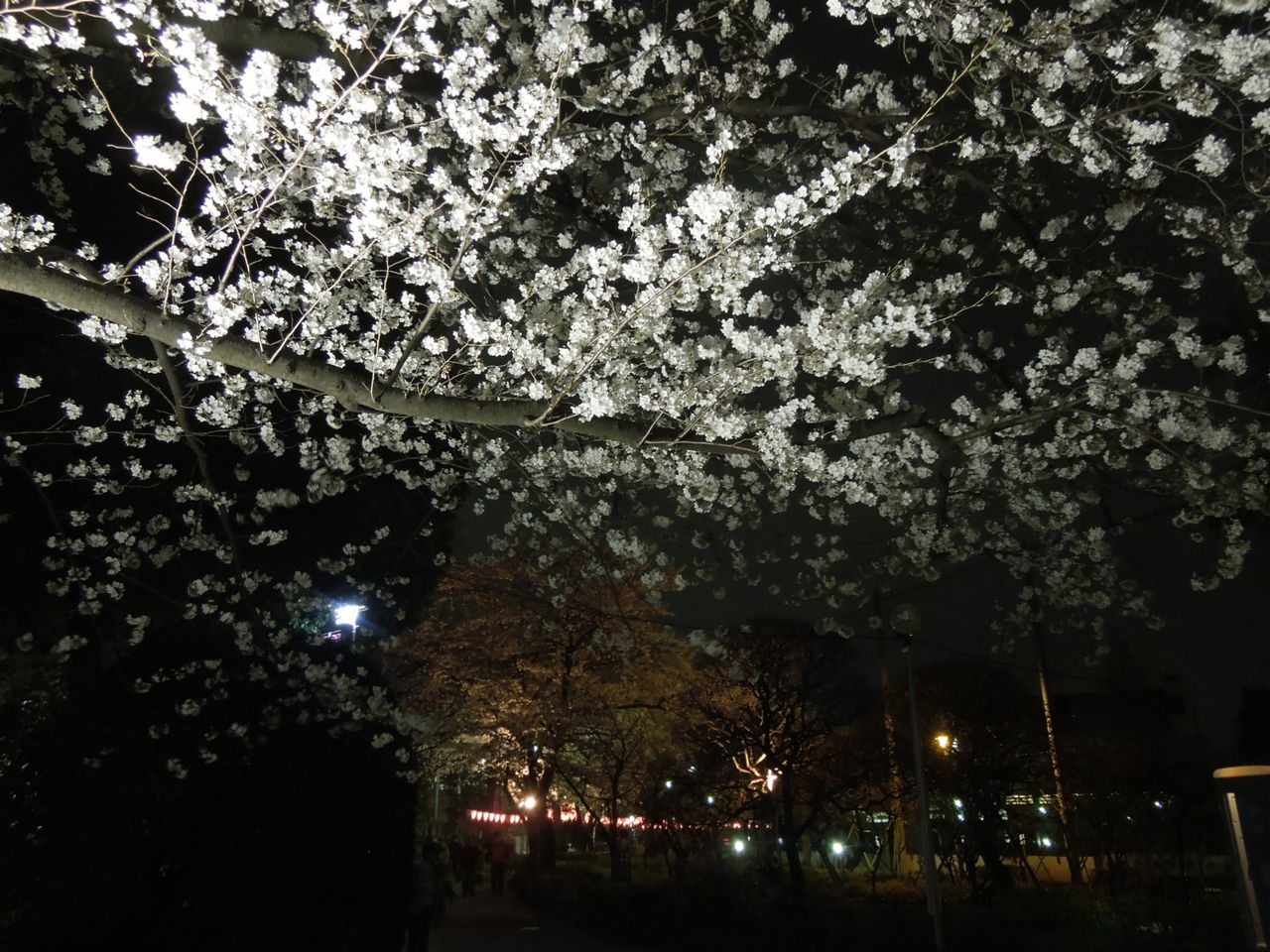 桜のトンネル1