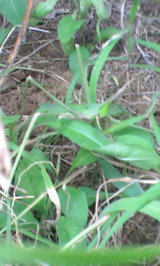 fc76481c.JPG
