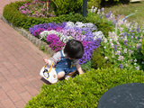 花あそび