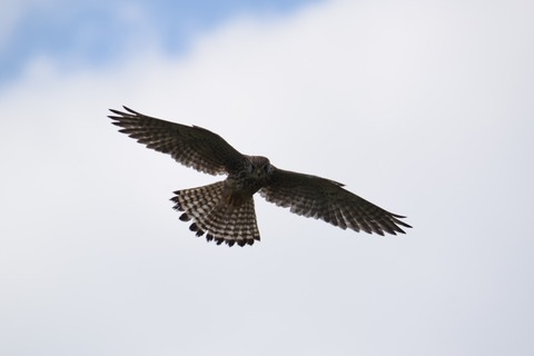 DSC_0709 (1)
