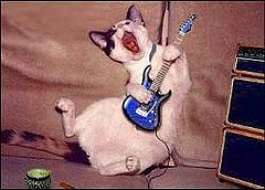 ギター猫