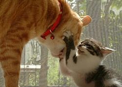こっちを見ろ!