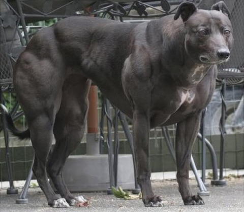 wendy-bulldog-2