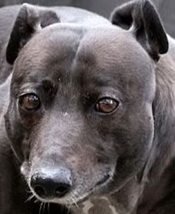 wendy-bulldog-1