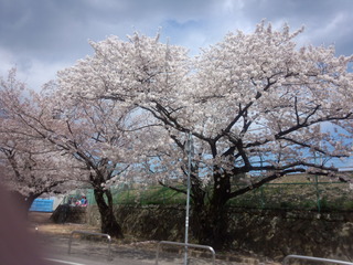 sakura