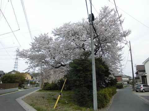 19⑩振り返って桜