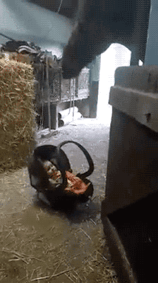 ��20180308��tumblr_oau2pt7j3y1tikbino1_250