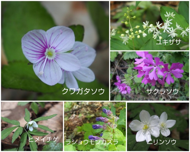 CollageMaker_20180513_221644544