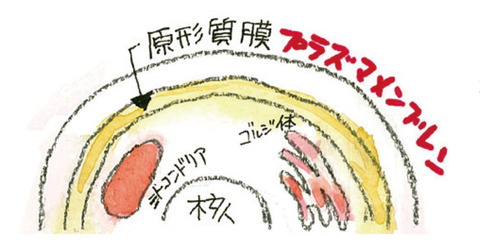 04_プラズマメンブレン