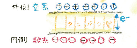 05_プラズマメンブレン内部