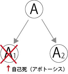 分裂02_自己死