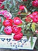 24ff0080.jpg