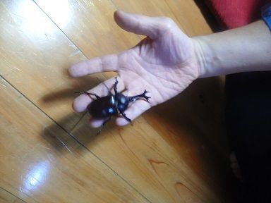 20170805_kabutomusi