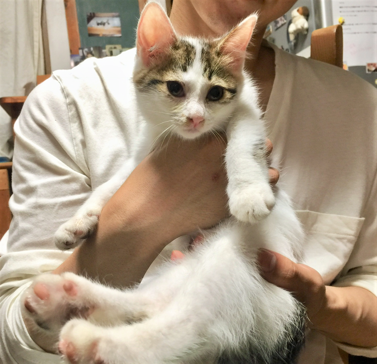 うさぎ