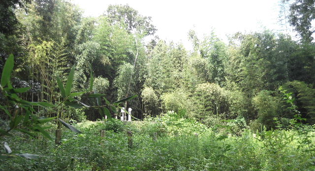 DSCF8956