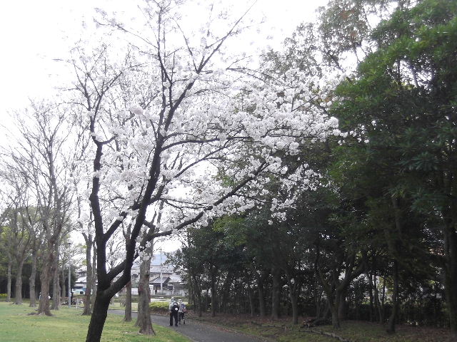 DSCF7499