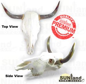 cow skull1