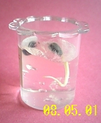 £µ¡¦£±