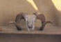cow skull3