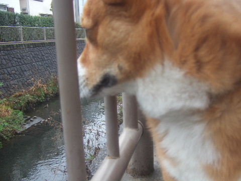 aki