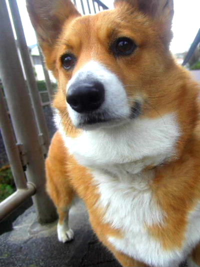 aki