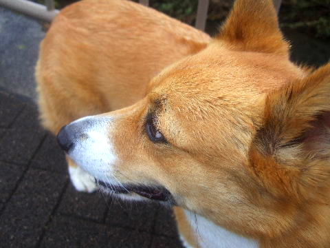 aki