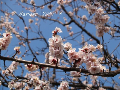 ume-1