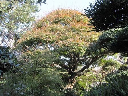 2009_1123_134036-IMG_2993
