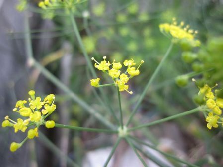 2009_1115_133903-IMG_2867