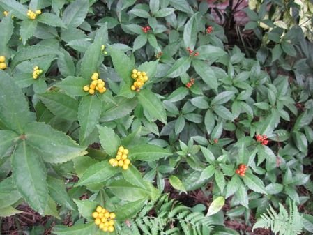 2009_1115_134457-IMG_2880