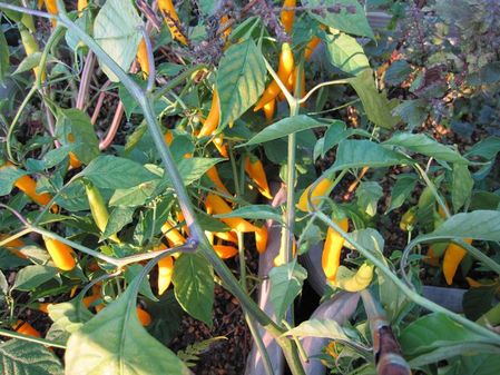 2009_1016_065920-IMG_2464