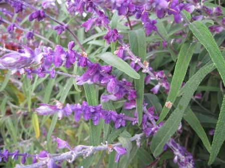 2009_1015_070717-IMG_2442