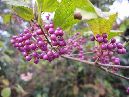 2009_1115_142612-IMG_2893