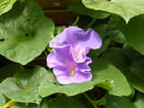 a050