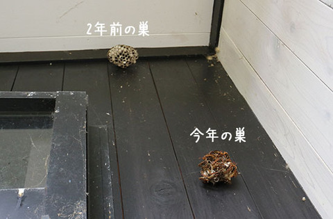 アシナガバチ 退治 駆除しない 共存方法 1