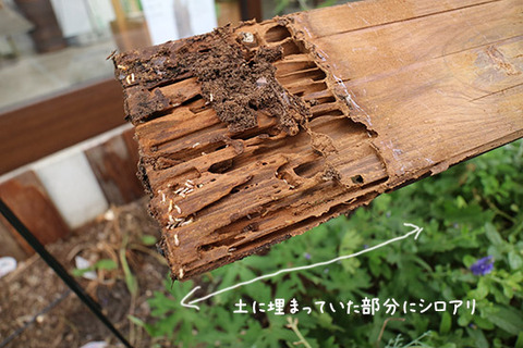 シロアリ 自力 駆除 体験談ブログ 画像