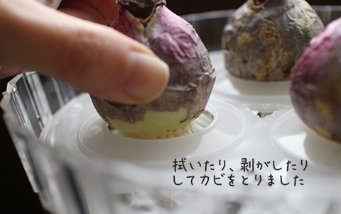 ヒヤシンス 水耕栽培 カビ 対策 画像