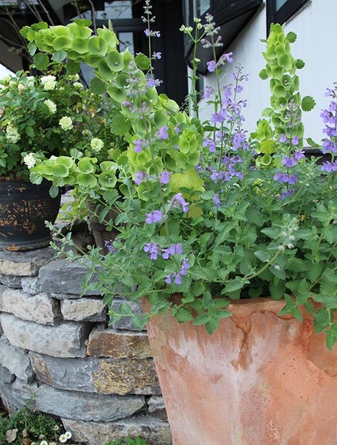 モルセラ　寄せ植え　画像　キャットミント