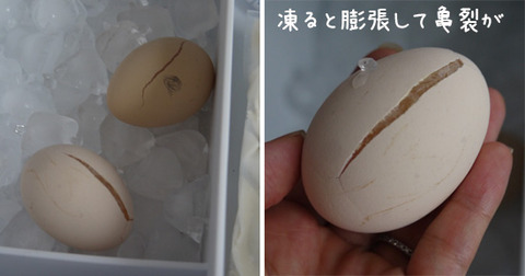 冷凍卵 ためしてガッテン風