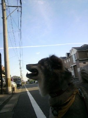20100921くま1