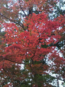 20101116もみじ