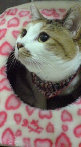 20090420なん