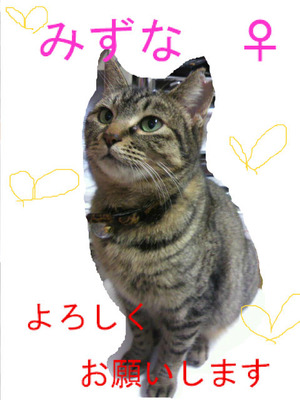 BlogPaint