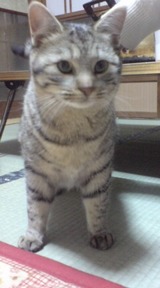 20090326ねこ