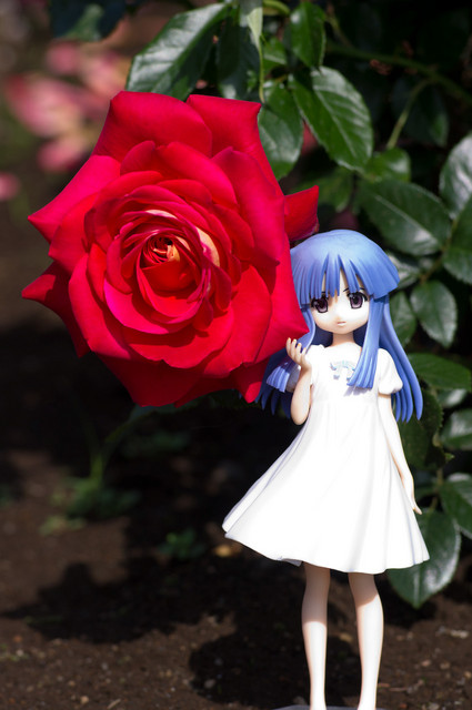 赤バラと梨花