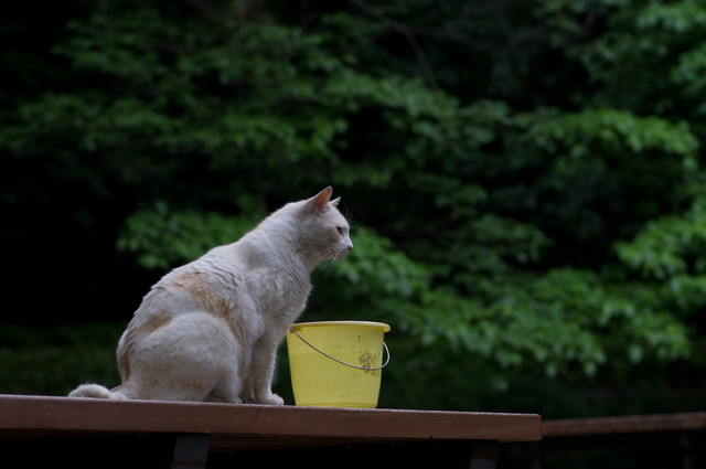 善福寺公園の猫2