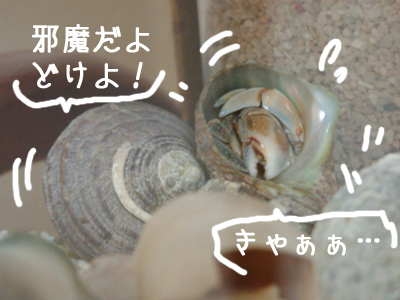 �֥饦�ˡ�
