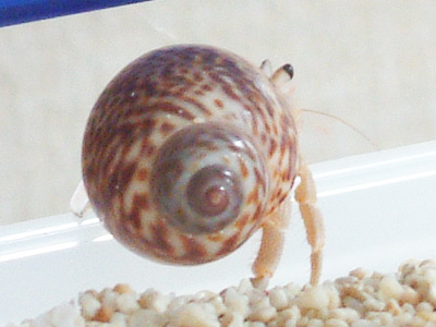 ラム