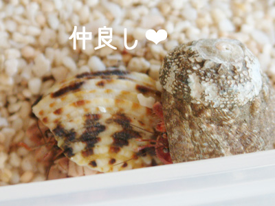 ろーずと琥珀
